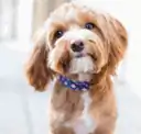 Caroline Beretta