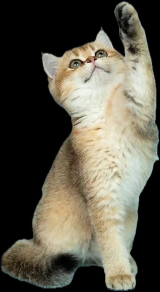 Preventive Care Coverage - Our Add-On Plan