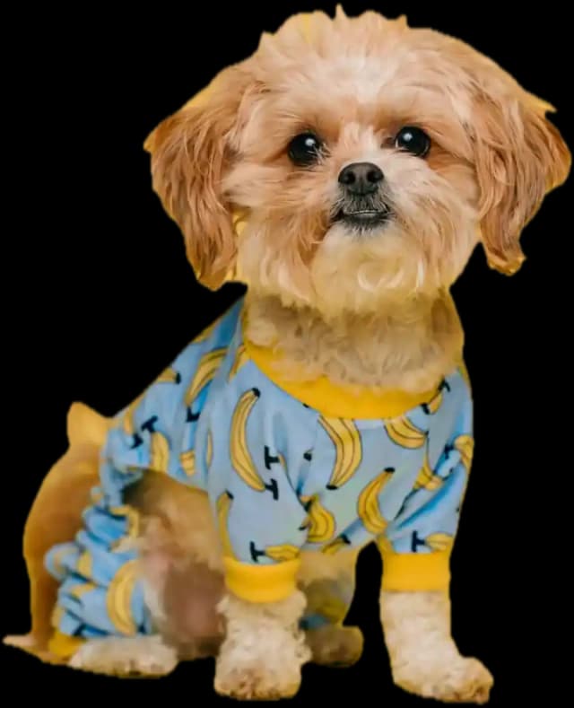 Complete CoverageSM - Our Best Pet Insurance Plan