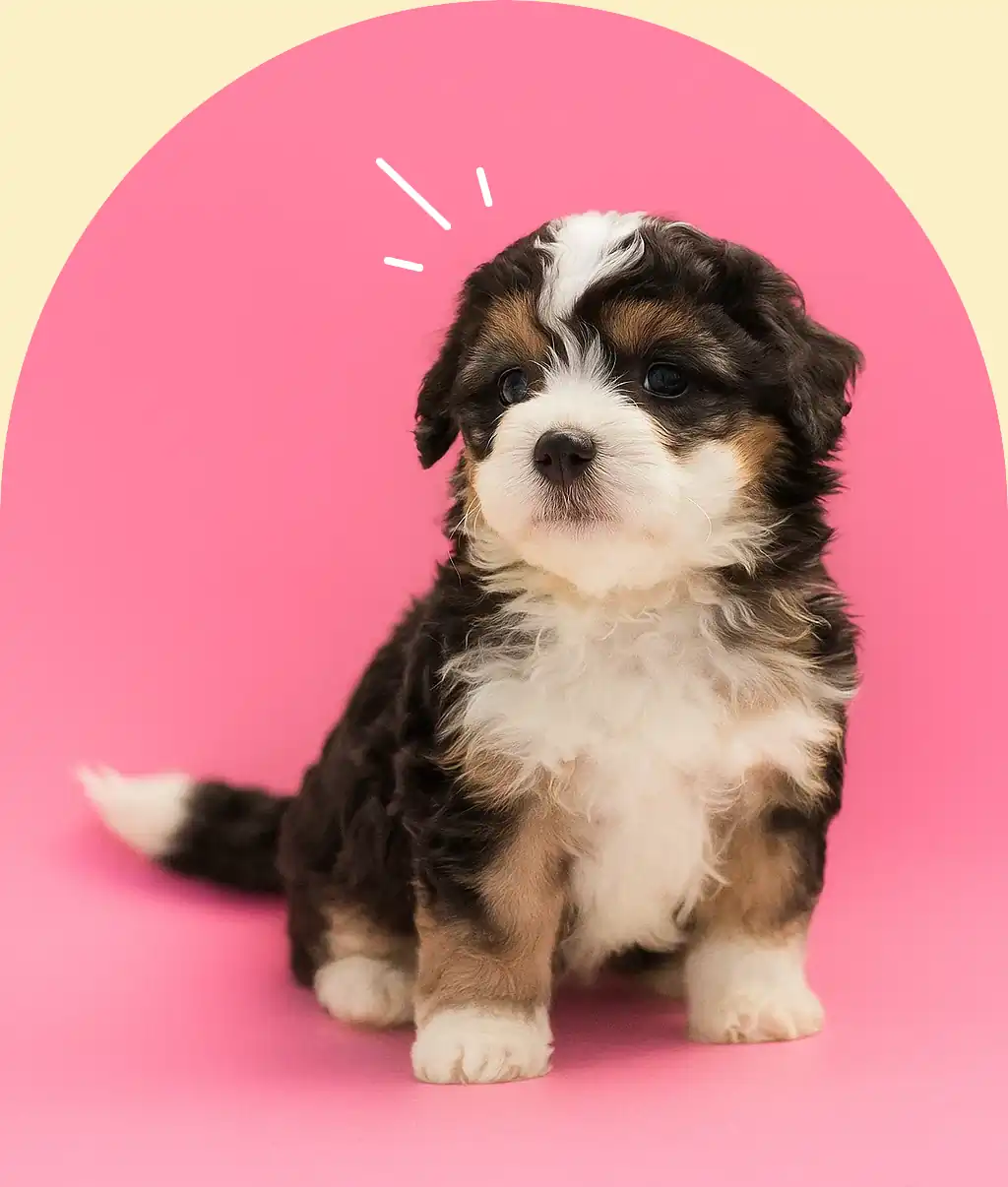 pet-puppy-insurance-pink